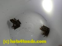 /home//u458753944/public_html/sourcegallery///////Roxborough Toad Detour/2013-2019/2017/P3270678.JPG